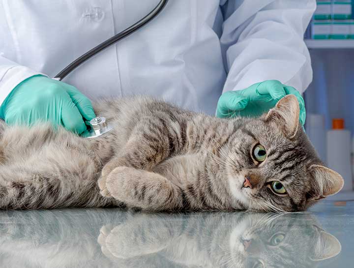 Orthopedic Pet Surgery