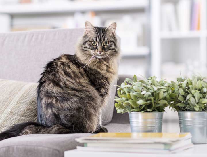 Cat Genetic Testing